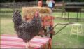 dr dolittle 3-avi_447.jpg